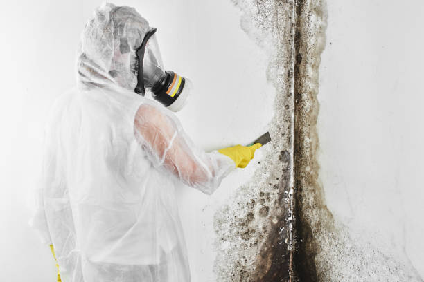 Professional Mold Remediation in Sunnyslope, WA