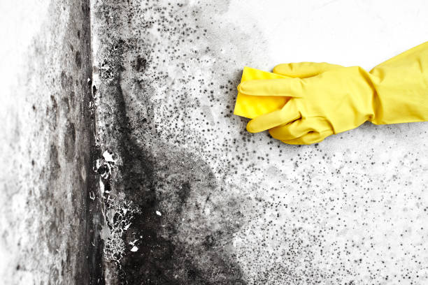 Best Commercial Mold Remediation in Sunnyslope, WA