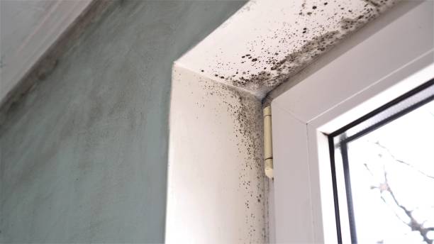 Best DIY Mold Remediation Support Services in Sunnyslope, WA