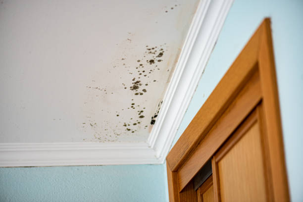 Best Commercial Mold Remediation in Sunnyslope, WA