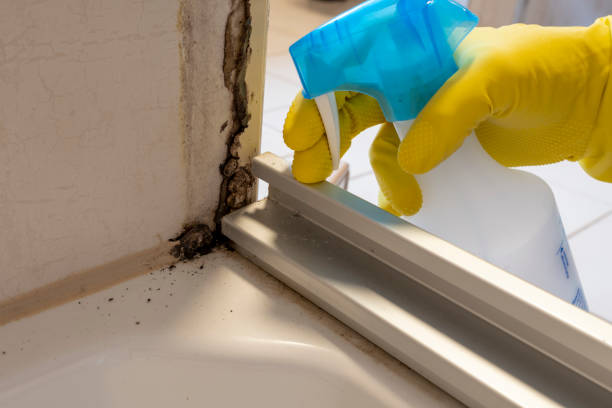 Best Residential Mold Remediation in Sunnyslope, WA