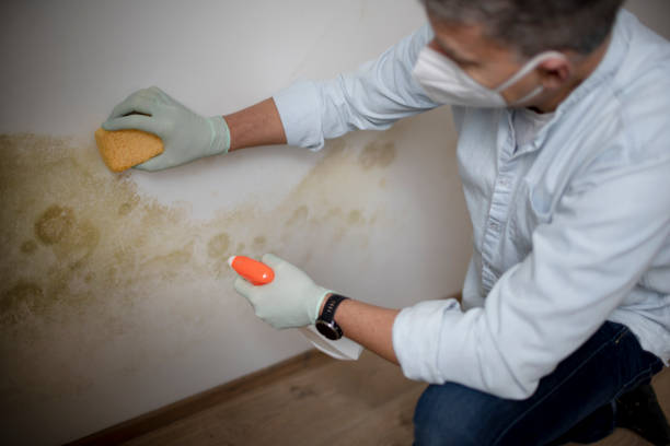 Best Commercial Mold Remediation in Sunnyslope, WA