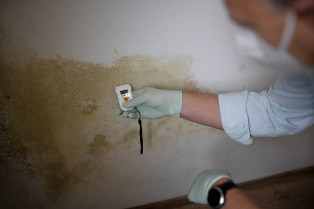 Best Post-Flood Mold Remediation in Sunnyslope, WA