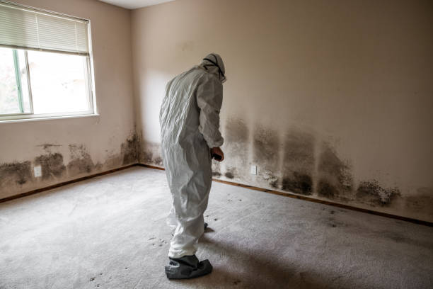Best Post-Flood Mold Remediation in Sunnyslope, WA