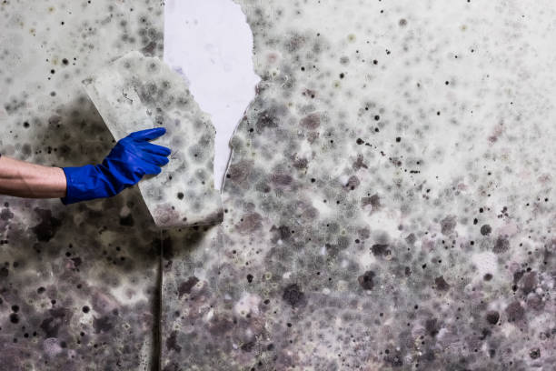Best Residential Mold Remediation in Sunnyslope, WA