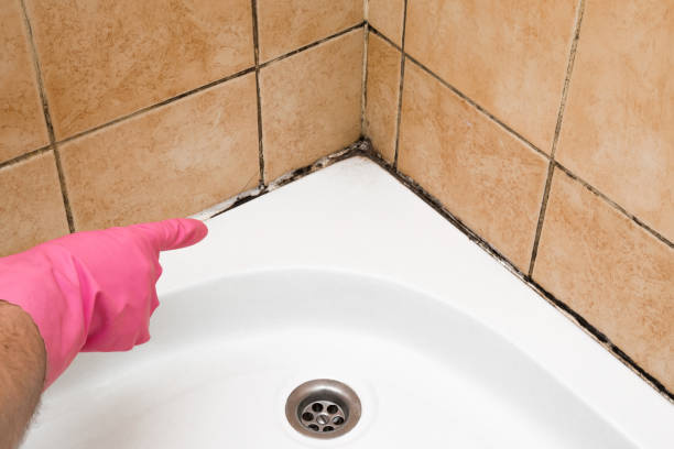 Best DIY Mold Remediation Support Services in Sunnyslope, WA